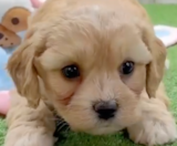 Cavachon Puppies For Sale Lone Star Pups